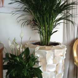 seaside-palm-office-plants-radica